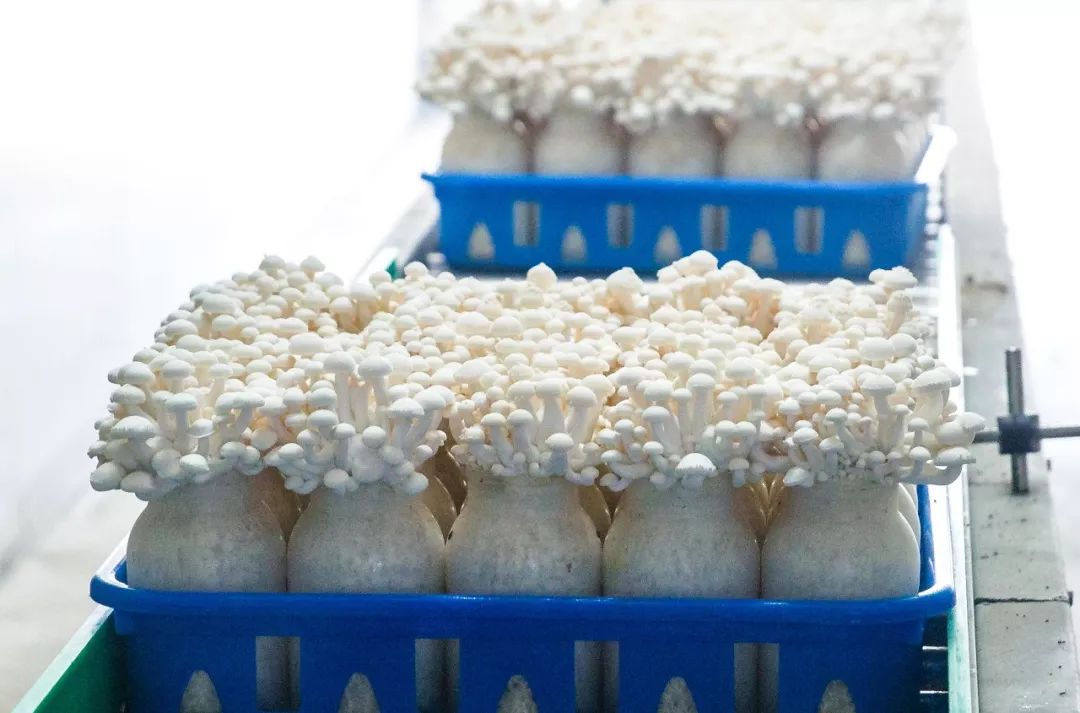 科技賦能，品質(zhì)升級(jí) 慈溪白玉菇榮膺“浙產(chǎn)精品鮮菇”背后的生物技術(shù)力量